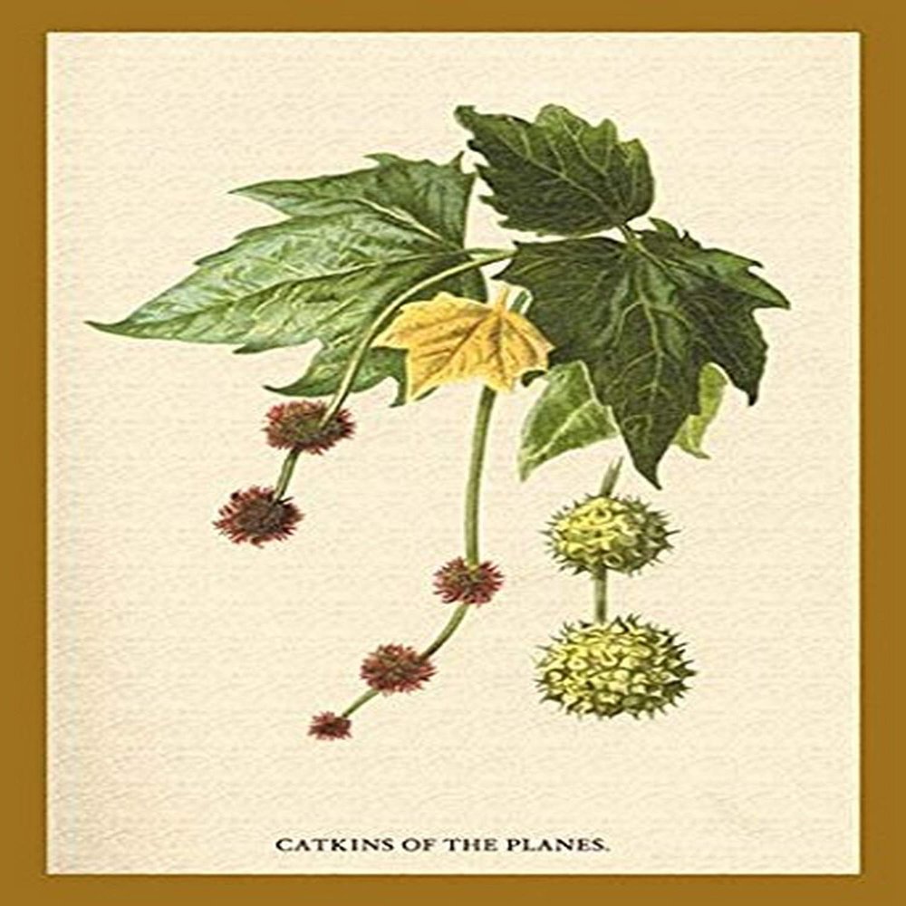 Buyenlarge 'Catkins of The Planes' Paper Poster, 20 by 30-Inch