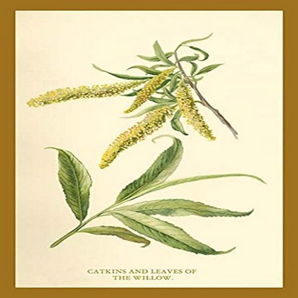 Buyenlarge 'Catkins and Leaves of The Willow' Paper Poster, 20 by 30-Inch