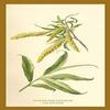 Buyenlarge 'Catkins and Leaves of The Willow' Paper Poster, 20 by 30-Inch view 1