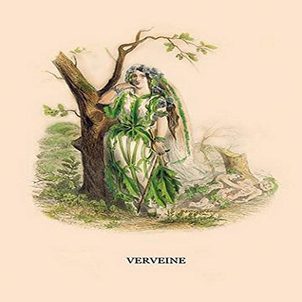 Buyenlarge 'Verveine' Paper Poster, 20 by 30-Inch