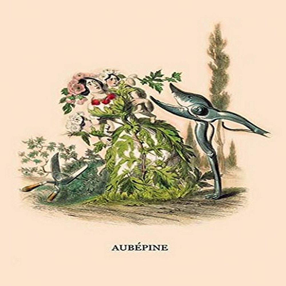 Buyenlarge 'Aubepine' Paper Poster, 20 by 30-Inch