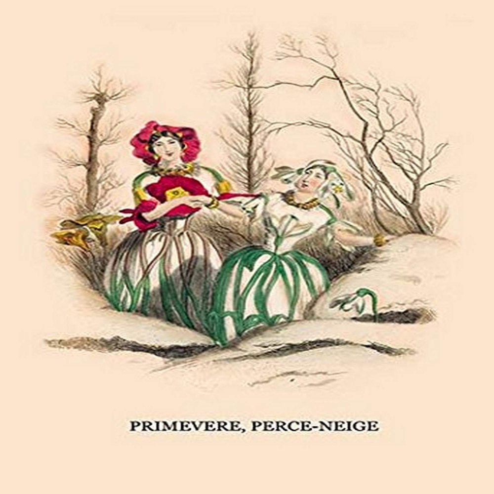 Buyenlarge 'Primevere, Perce-Neige' Paper Poster, 20 by 30-Inch