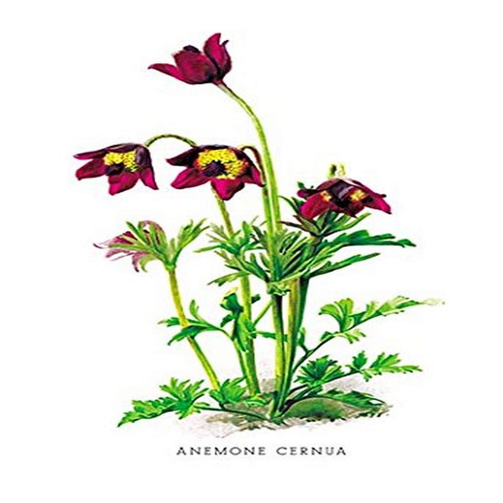 Buyenlarge 'Anemone Cernua' Paper Poster, 20 by 30-Inch