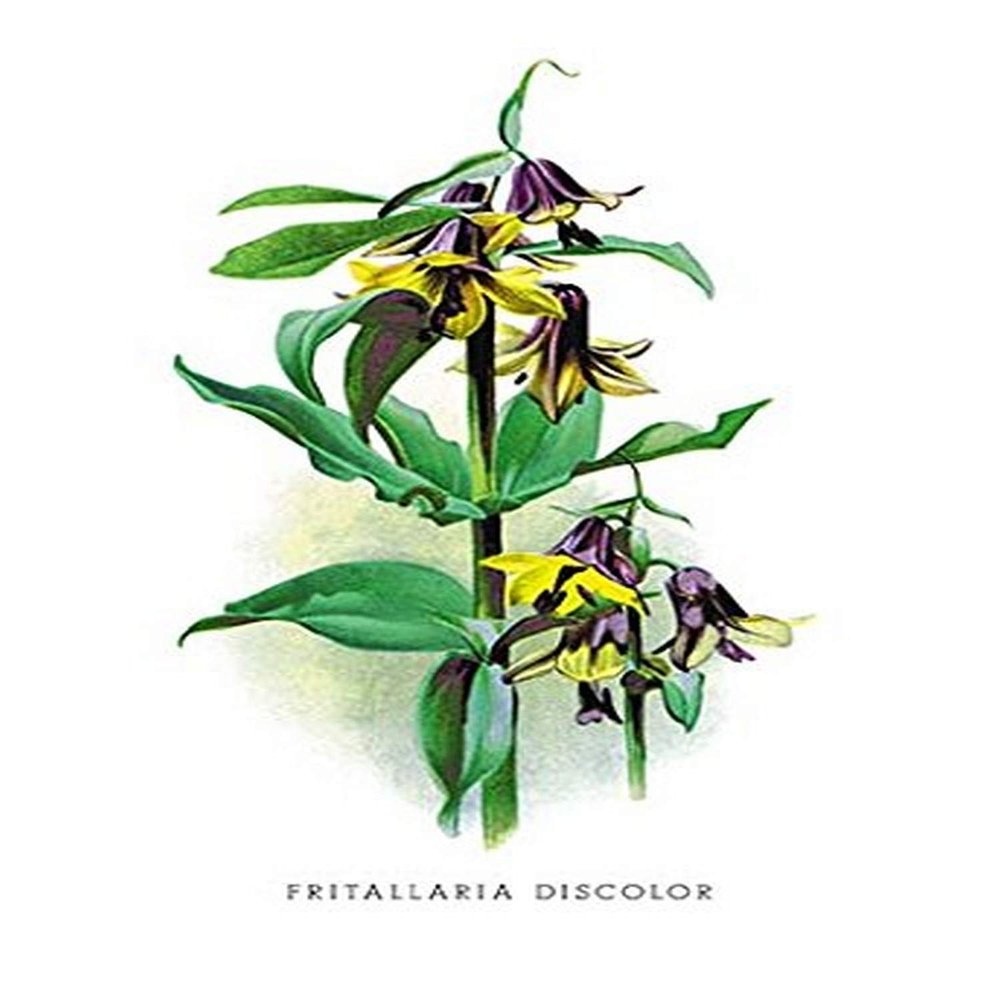 Buyenlarge 'Fritallaria Discolor' Paper Poster, 20 by 30-Inch