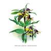 Buyenlarge 'Fritallaria Discolor' Paper Poster, 20 by 30-Inch view 1