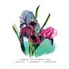 Buyenlarge 'Group of Hybrid Iris: 'Psyche' 'Charon' 'Iphigenia'' Paper Poster, 20 by 30-Inch view 1