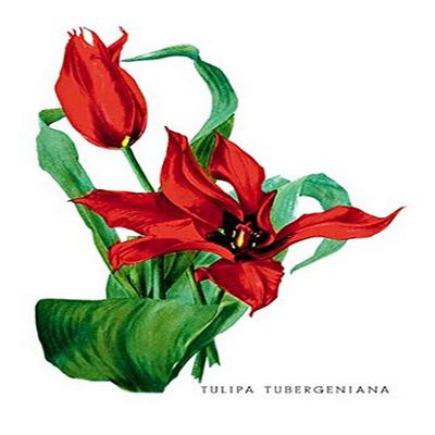 Buyenlarge 'Tulipa Tubergeniana' Paper Poster, 20 by 30-Inch