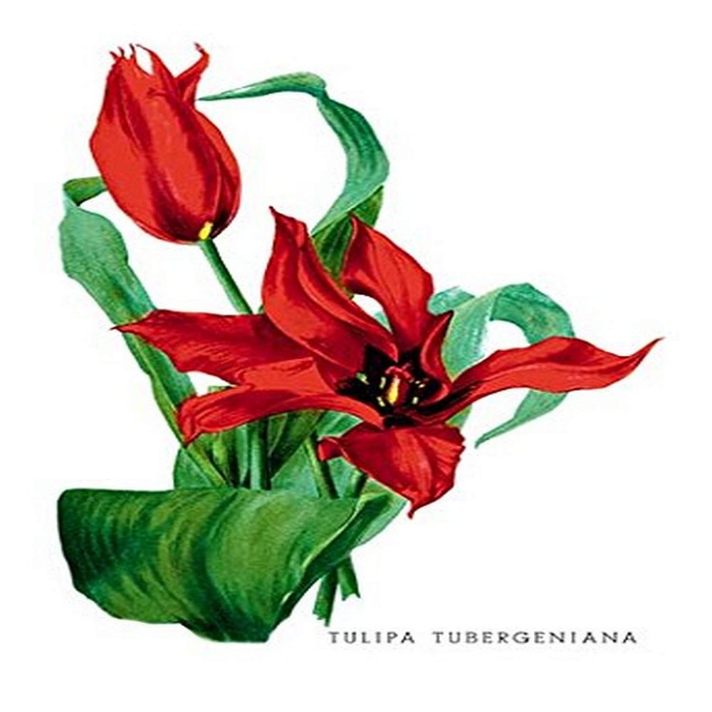 Buyenlarge 'Tulipa Tubergeniana' Paper Poster, 20 by 30-Inch