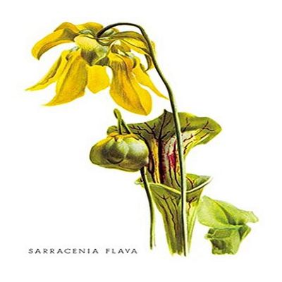 Buyenlarge 'Sarracenia Flava' Paper Poster, 20 by 30-Inch
