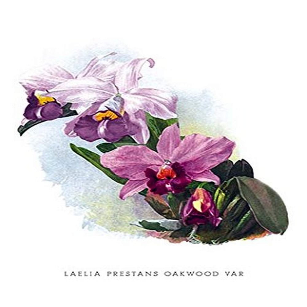 Buyenlarge 'Laelia Prestans Oakwood VAR' Paper Poster, 20 by 30-Inch