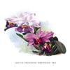 Buyenlarge 'Laelia Prestans Oakwood VAR' Paper Poster, 20 by 30-Inch view 1