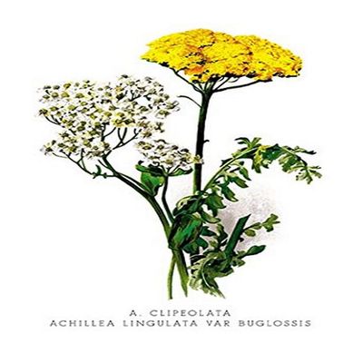 Buyenlarge 'A. Clipeolata Achillea Lingulata VAR Buglossis' Paper Poster, 20 by 30-Inch