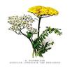 Buyenlarge 'A. Clipeolata Achillea Lingulata VAR Buglossis' Paper Poster, 20 by 30-Inch view 1