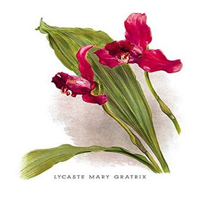 Buyenlarge 'Lycaste Mary Gratrix' Paper Poster, 20 by 30-Inch