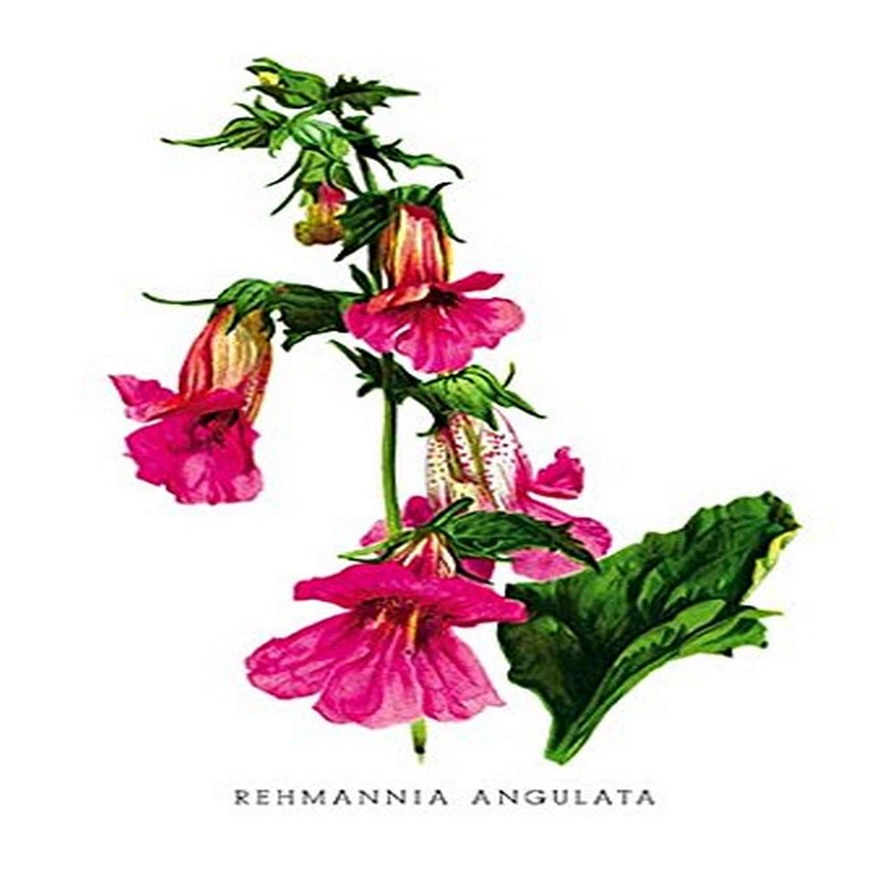 Buyenlarge 'Rehmannia Angulata' Paper Poster, 20 by 30-Inch