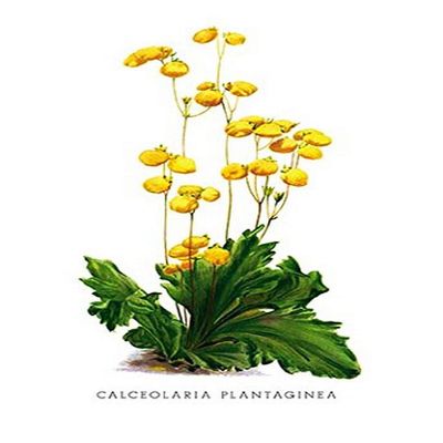 Buyenlarge 'Calceolaria Plantaginea' Paper Poster, 20 by 30-Inch