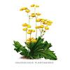 Buyenlarge 'Calceolaria Plantaginea' Paper Poster, 20 by 30-Inch view 1