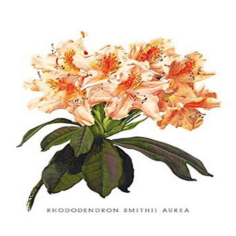 Buyenlarge 'Rhododendron Smithii Aurea' Paper Poster, 20 by 30-Inch