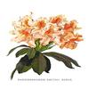 Buyenlarge 'Rhododendron Smithii Aurea' Paper Poster, 20 by 30-Inch view 1