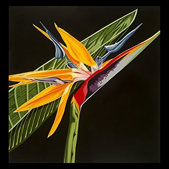 FRAMED Maui Bird of Paradise by Karl Black 36x24 Giclee Edition Art Print Poster Wall Decor