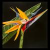 FRAMED Maui Bird of Paradise by Karl Black 36x24 Giclee Edition Art Print Poster Wall Decor view 1