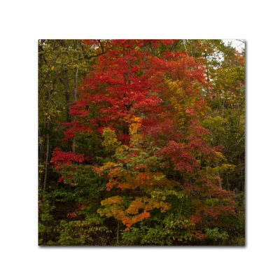 Trademark Fine Art Why I Love Autumn 2 Wall Decor by Kurt Shaffer, 18" x 18"