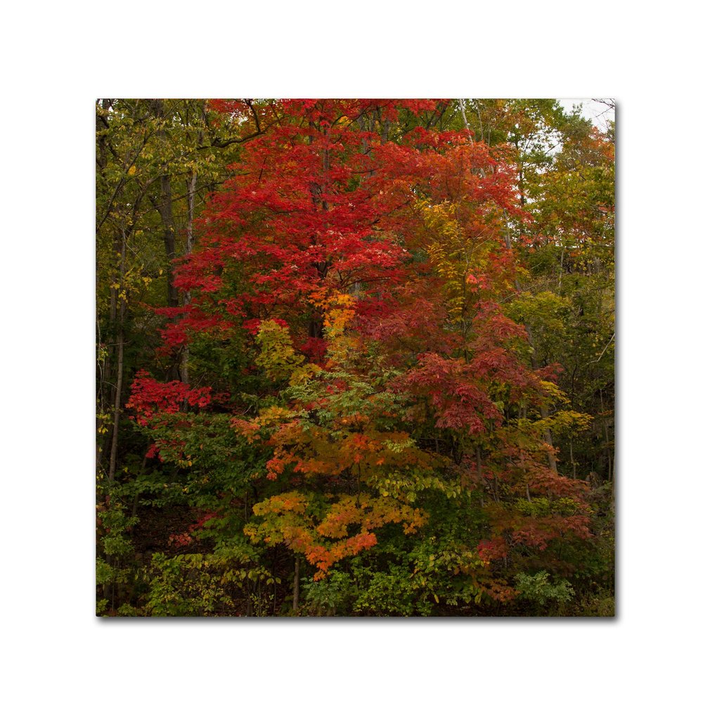 Trademark Fine Art Why I Love Autumn 2 Wall Decor by Kurt Shaffer, 18" x 18"