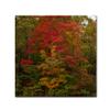 Trademark Fine Art Why I Love Autumn 2 Wall Decor by Kurt Shaffer, 18" x 18" view 1