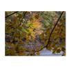 Trademark Fine Art Brilliant Ohio Autumn Wall Decor by Kurt Shaffer, 18" x 24" view 1