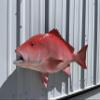 36" Red Snapper Wall Mount Fish Replica Trophy view 2