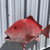 36" Red Snapper Wall Mount Fish Replica Trophy view 3