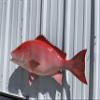 36" Red Snapper Wall Mount Fish Replica Trophy view 4