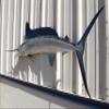 White Marlin Wall Mount  75 Inch Half Mount Fish Replica for Fishing & Coastal Wall Decor view 4