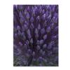 Trademark Fine Art Alien Flower Pods Wall Decor by Kurt Shaffer, 24 by 32" view 1