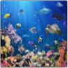 Carpets for Kids 61014 Explore The Ocean Decorative Reading Room Rug 4ft x 6ft Rectangle Blue view 1