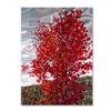 Trademark Fine Art Passing Storm by Mandy Budan Wall Hanging, 18" x 24" view 1