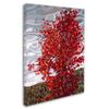 Trademark Fine Art Passing Storm by Mandy Budan Wall Hanging, 18" x 24" view 2