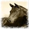 KitCanvas Gallery-Wrapped Large Canvas (72-inch by 48-inch) Horse Sephia view 1