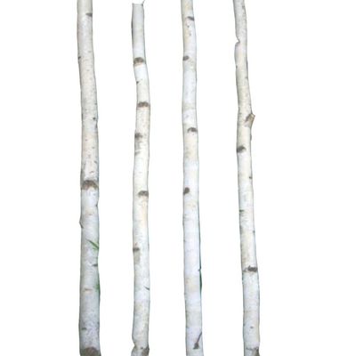 Four Thin White Birch Poles 6 ft