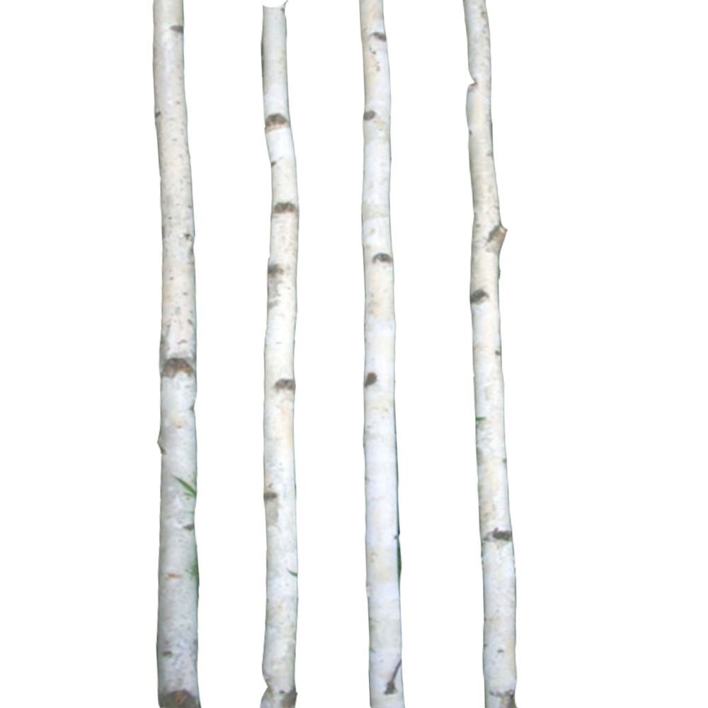 Four Thin White Birch Poles 6 ft