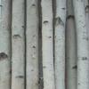 Four Medium White Birch Poles 7 ft view 1