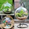 ANTSShop DIY Micro Landscape Plant Glass Hanging Ball With Iron Rack Home D?cor view 3