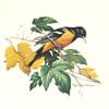 Roger Tory Peterson - Baltimore Oriole view 1