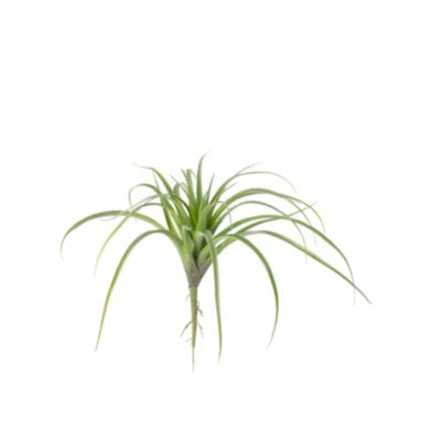 Kalalou Large Artificial Air Plant, One Size, Green