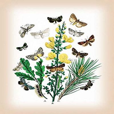 Buyenlarge 0-587-12568-3-P1218 Moths: Dipthera Ludifica, Moma Orion, et al. Paper Poster, 12" x 18"