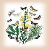 Buyenlarge 0-587-12568-3-P1218 Moths: Dipthera Ludifica, Moma Orion, et al. Paper Poster, 12" x 18" view 1