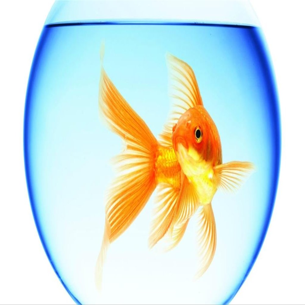 makeuseof Animals goldfish swimming aquarium round water reflection white background 4' Size Home Decoration Canvas Poster Print