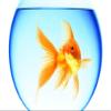makeuseof Animals goldfish swimming aquarium round water reflection white background 4' Size Home Decoration Canvas Poster Print view 1
