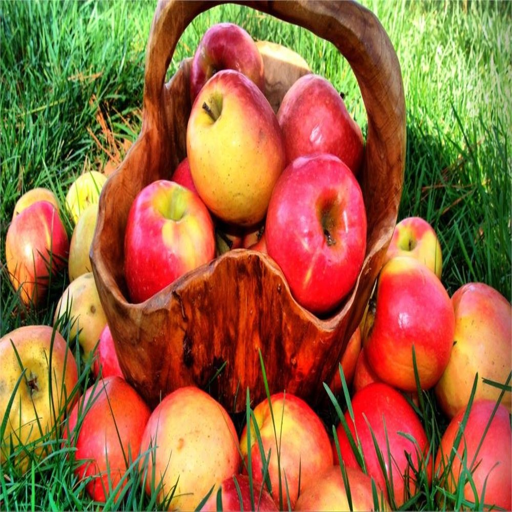 makeuseof Beautiful amazing great apples ripe juicy red fruit food vitamins wood backet grass nature summer Canvas Poster