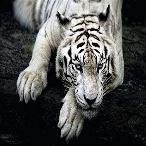 Tigers White Glance Snout Paws Animals Animal Poster Fabric Silk Poster Print B0101-21